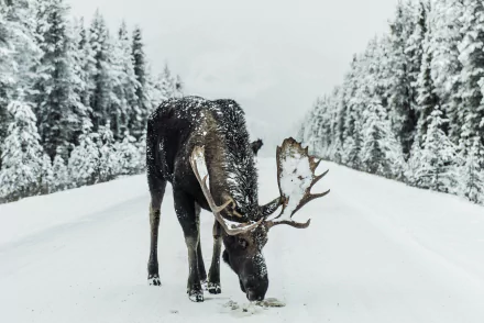 5K Ultra HD PC desktop wallpaper: a moose (animal) foraging on a snow-covered road between frost-covered evergreens in a quiet winter landscape.