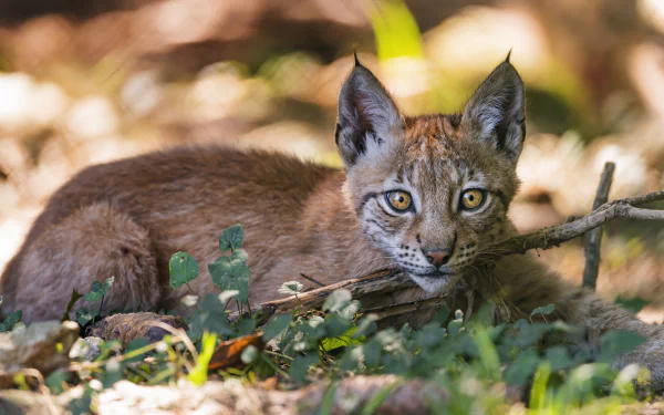 Beautiful lynx cub in its natural habitat, perfect for a serene HD desktop wallpaper and background.