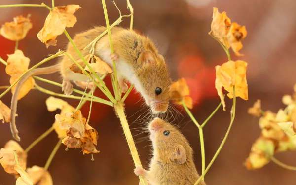 Animal mouse HD Desktop Wallpaper | Background Image