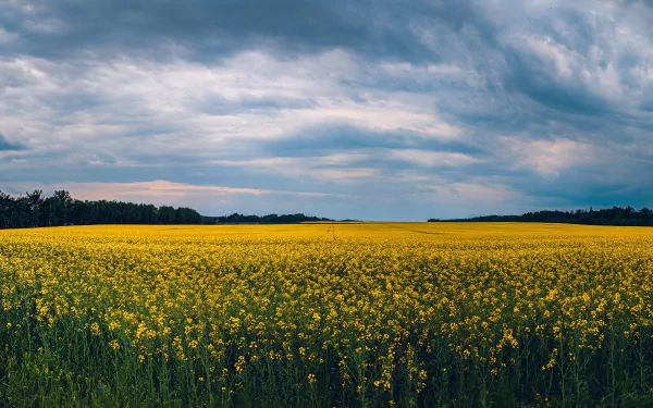 5K Ultra HD PC desktop wallpaper and background: expansive rapeseed field beneath dramatic clouds, a nature landscape of vibrant yellow blooms stretching to the horizon.