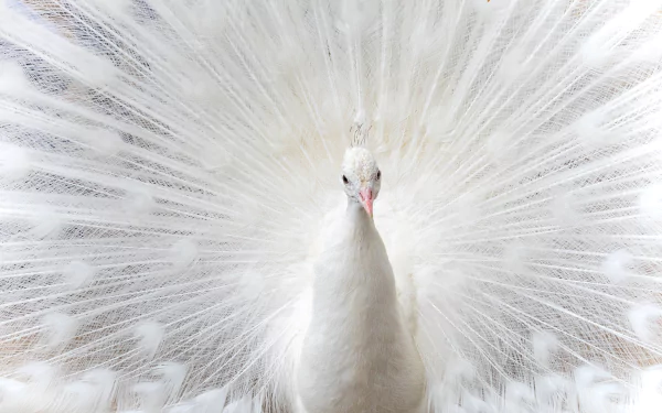 Animal peacock HD Desktop Wallpaper | Background Image
