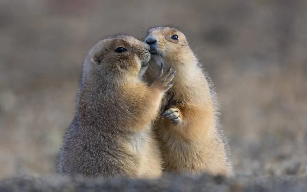 Two prairie dogs nuzzling on a blurred plain — HD PC desktop wallpaper background, animal close-up