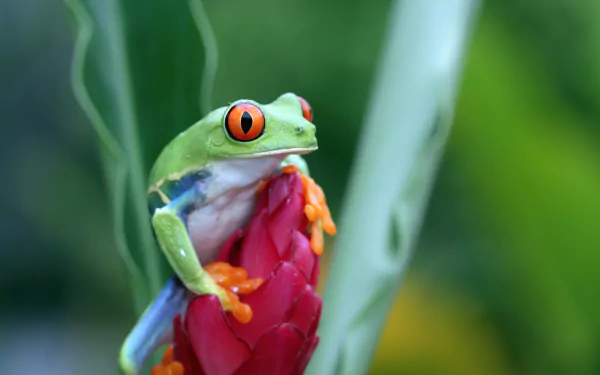 Red-eyed tree frog (animal) perched on a pink flower bud against a soft green bokeh — 5K Ultra HD PC desktop wallpaper.