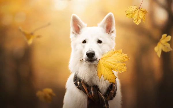 Animal swiss shepherd HD Desktop Wallpaper | Background Image