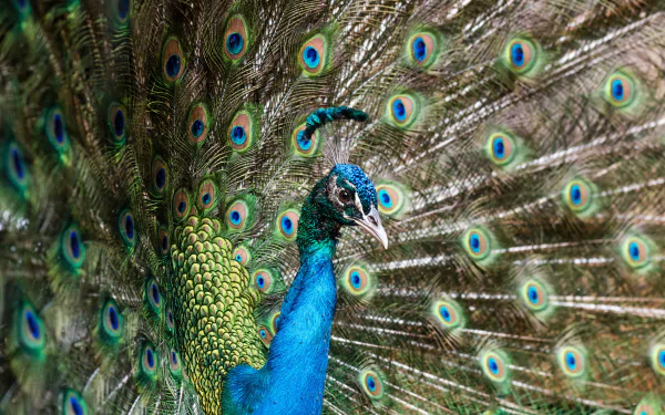 Animal peacock HD Desktop Wallpaper | Background Image