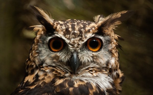 Animal Owl Birds Owls HD Wallpaper | Background Image