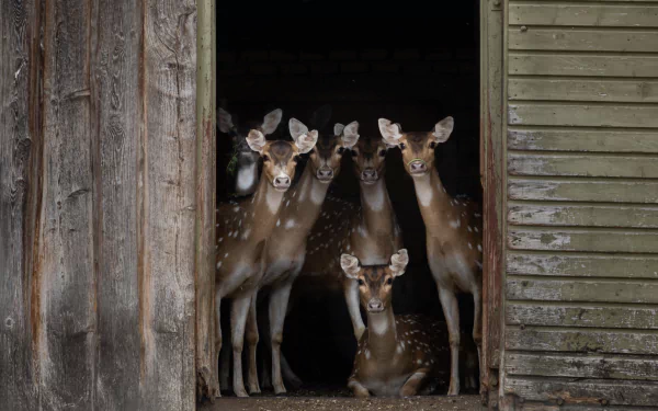 Group of spotted deer peering from a dark barn doorway, captured as a 5K Ultra HD PC desktop wallpaper and background.