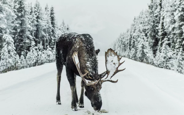 5K Ultra HD PC desktop wallpaper: a moose (animal) foraging on a snow-covered road between frost-covered evergreens in a quiet winter landscape.