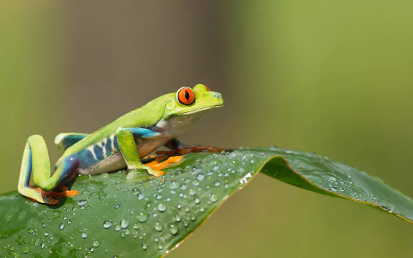Animal: red-eyed tree frog perched on a dew-covered leaf; HD PC desktop wallpaper background with soft green bokeh.