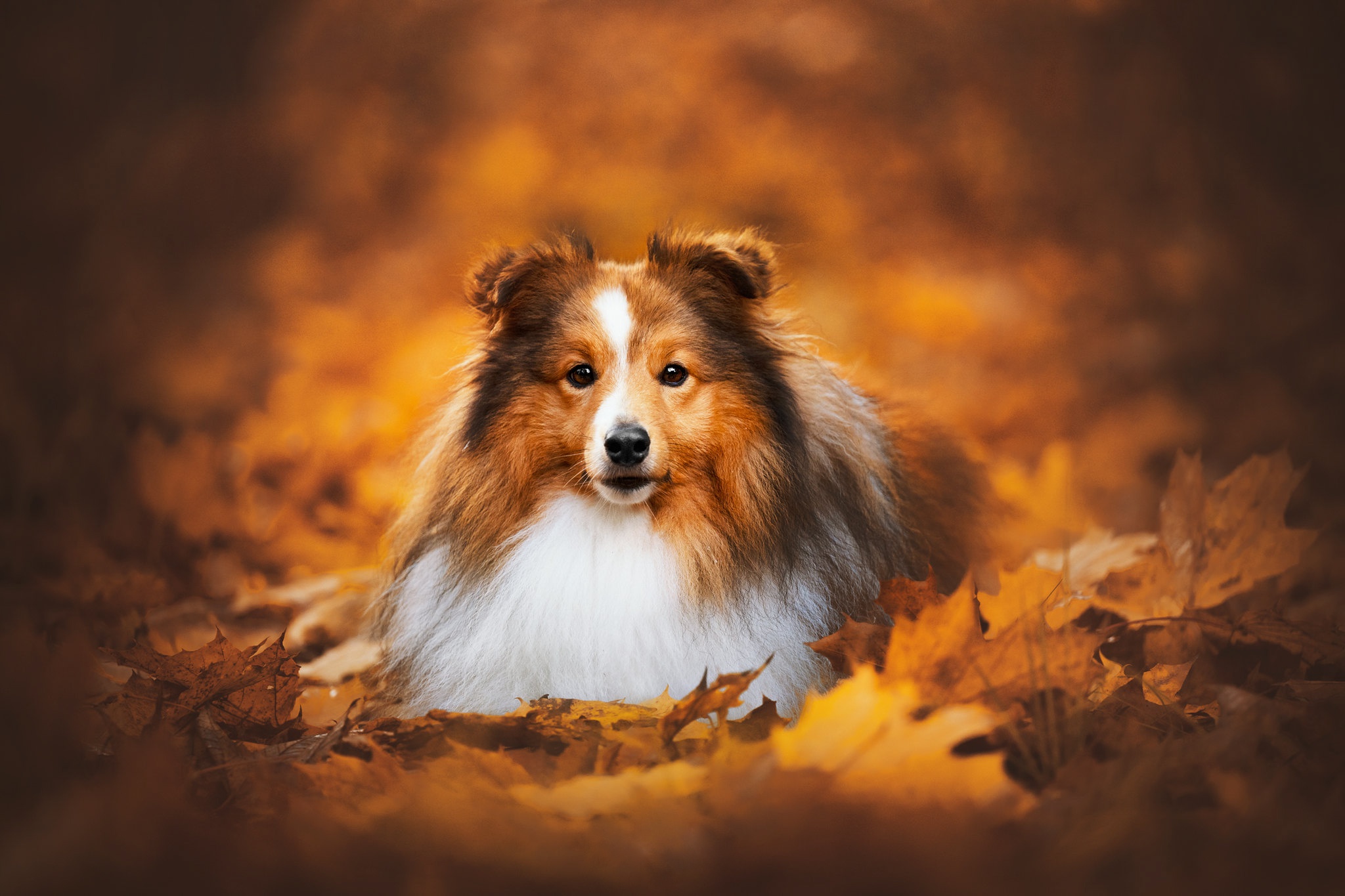 Download Animal Shetland Sheepdog HD Wallpaper