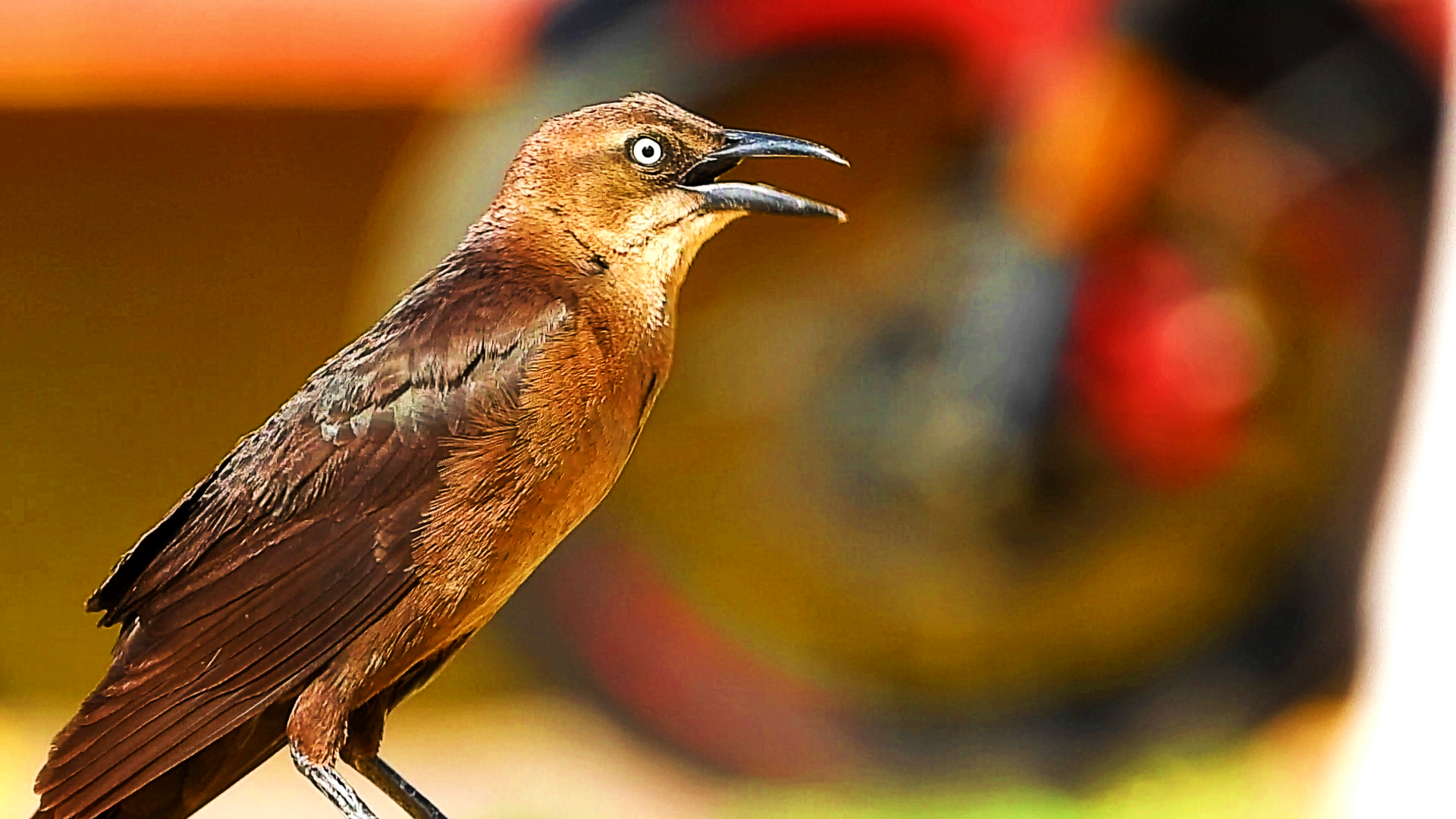 HD PC desktop wallpaper showing an animal — a glossy brown bird perched with open beak against a colorful blurred background.