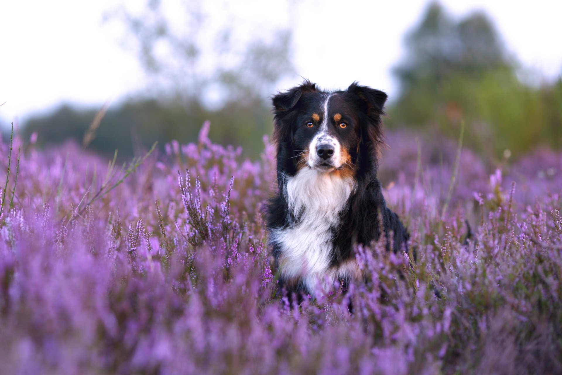HD desktop wallpaper featuring an Australian Shepherd sitting calmly in a vibrant purple flower field with a soft, blurred natural background.