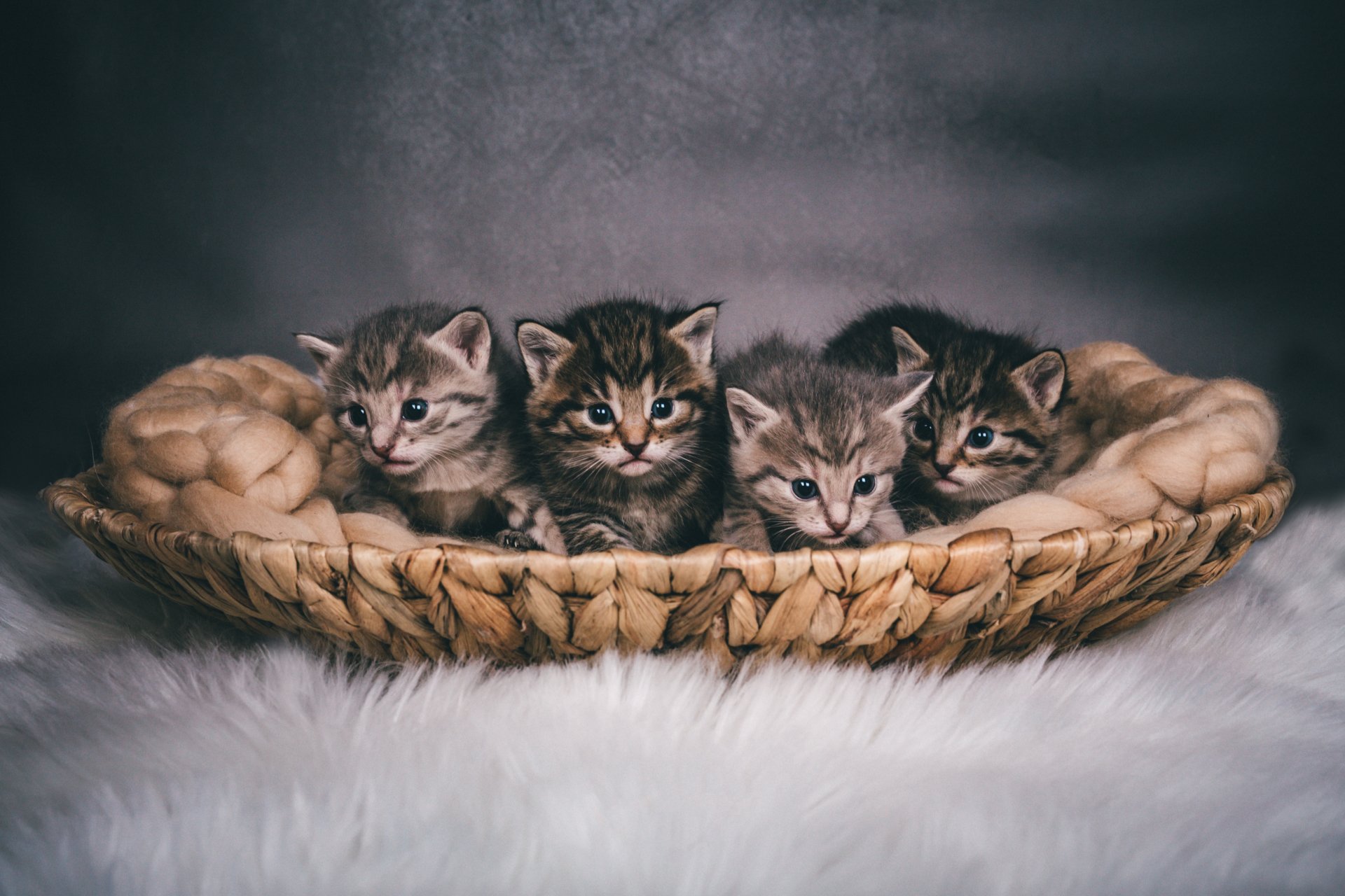 HD PC desktop wallpaper featuring a close-up of four adorable kittens nestled together in a woven basket on a soft, fluffy surface.