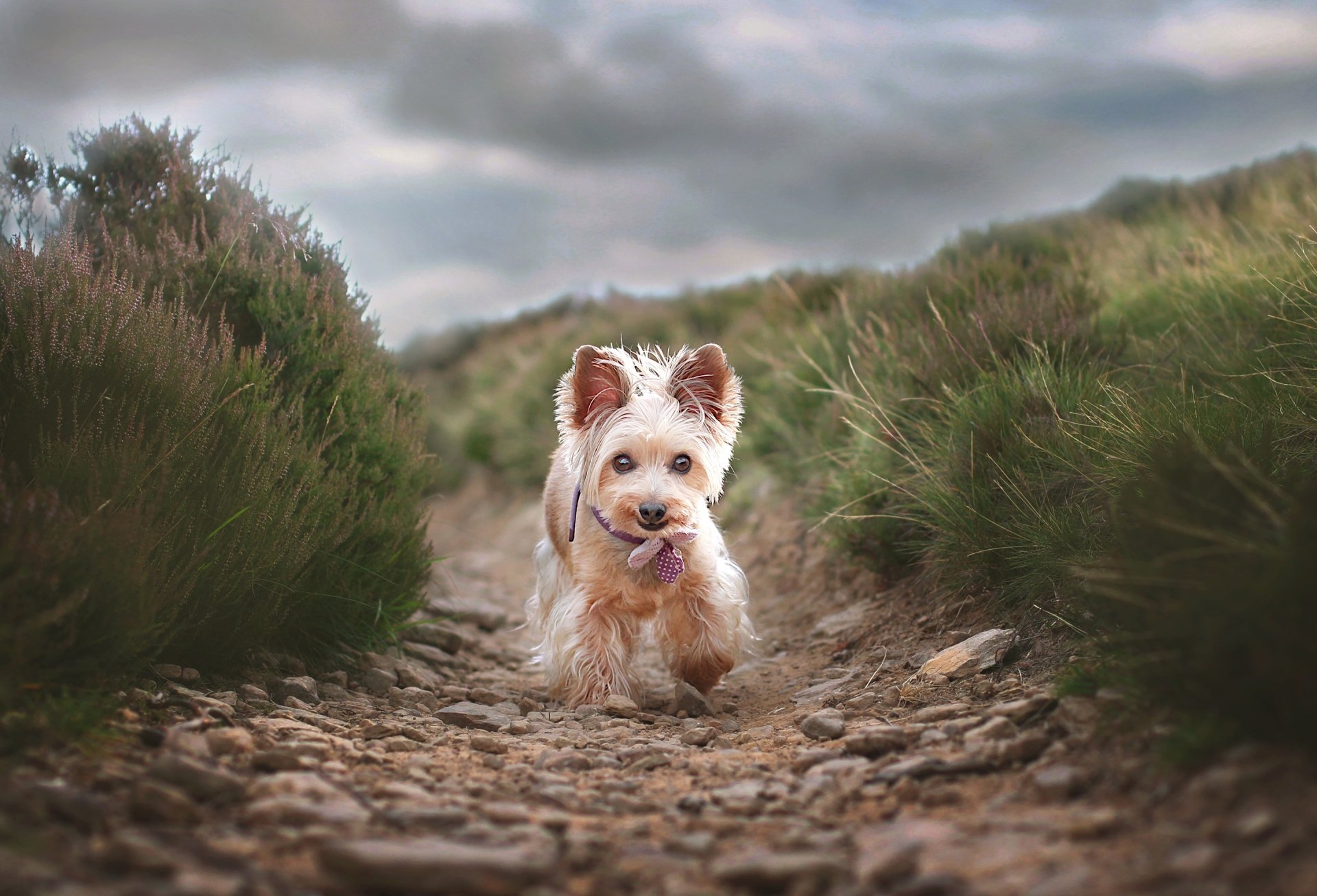 Download Animal Yorkshire Terrier HD Wallpaper