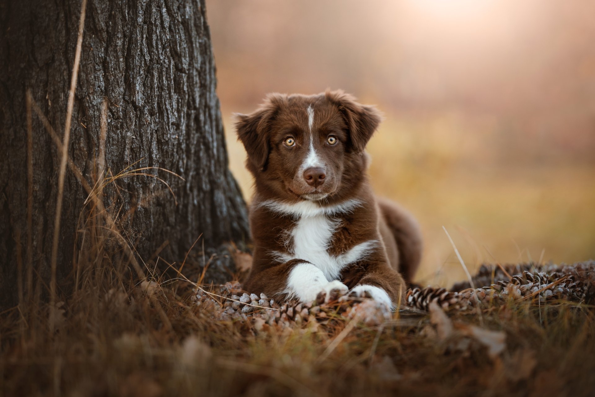 Download Animal Australian Shepherd 4k Ultra HD Wallpaper
