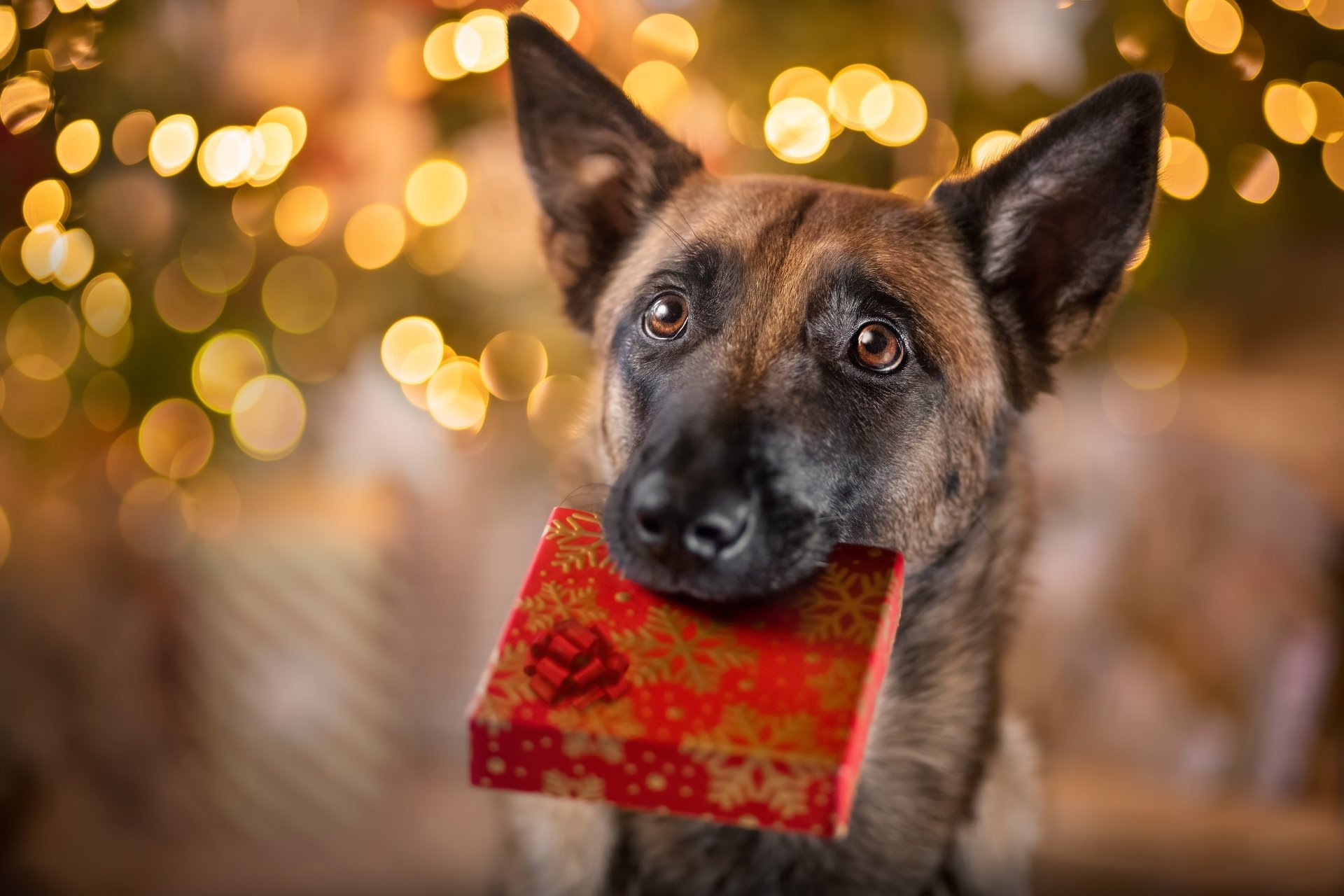 4K Ultra HD PC desktop wallpaper: a dog holding a red gift box in its mouth against warm bokeh holiday lights.
