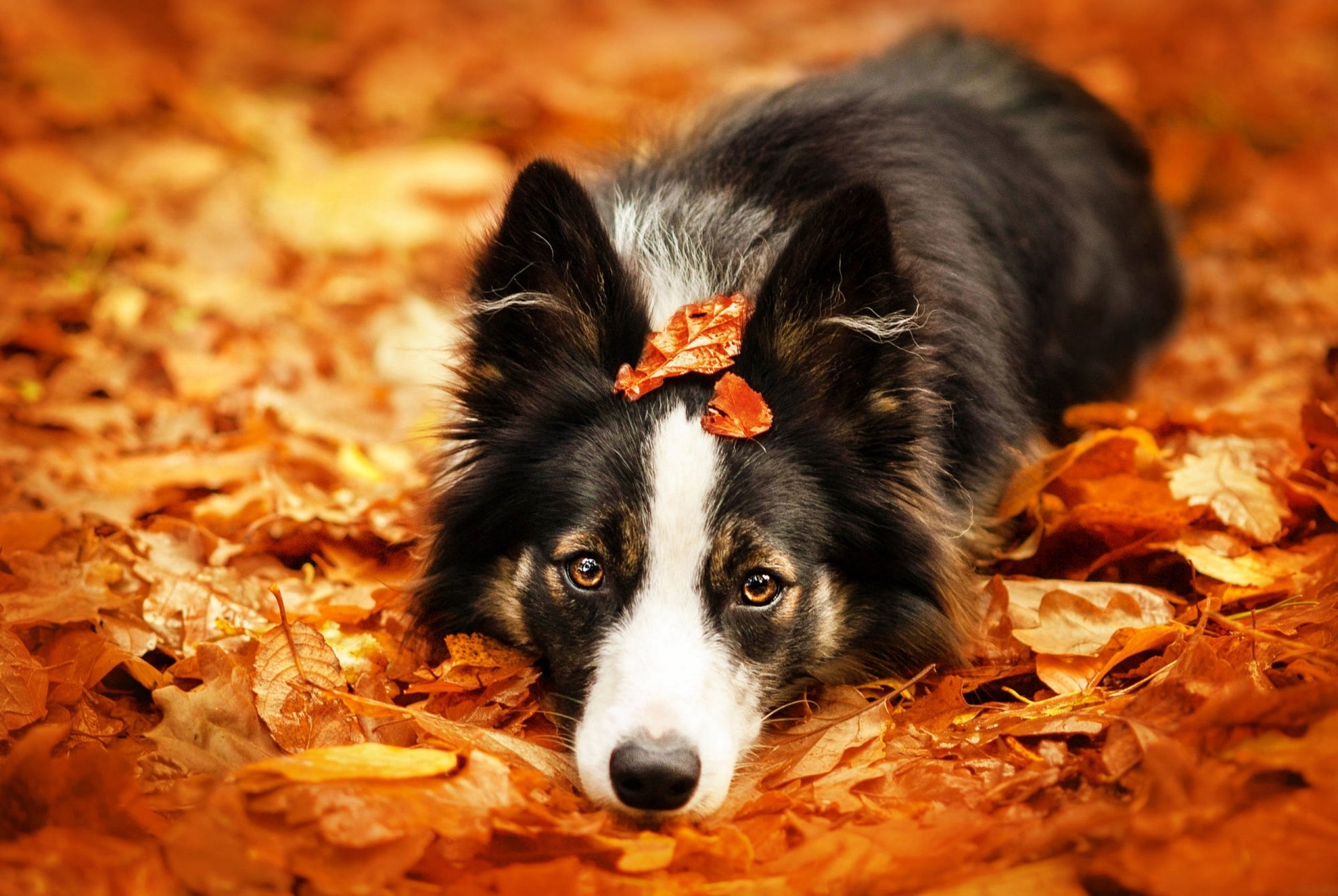 Download Animal Border Collie HD Wallpaper