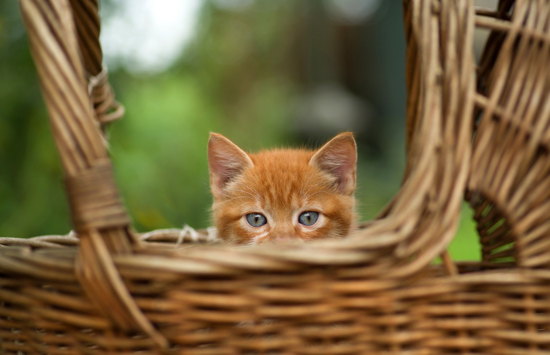 Download Kitten Animal Cat HD Wallpaper
