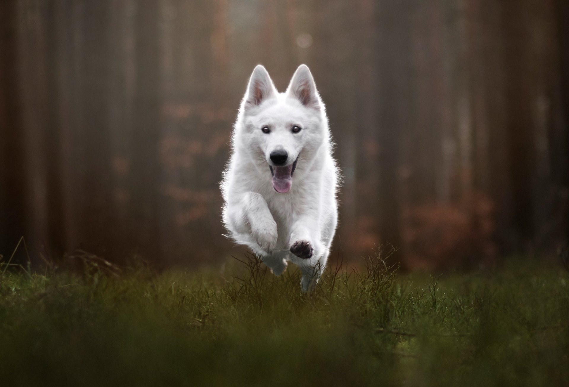 Download Animal Swiss Shepherd HD Wallpaper