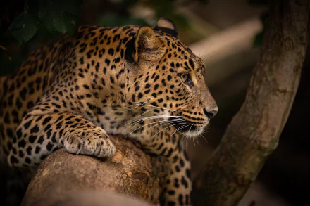 Animal leopard HD Desktop Wallpaper | Background Image