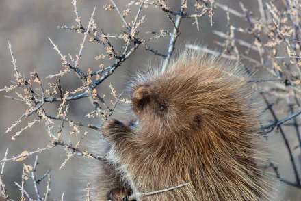 Close-up porcupine among bare branches, showing detailed quills and soft fur — HD PC desktop wallpaper and background.