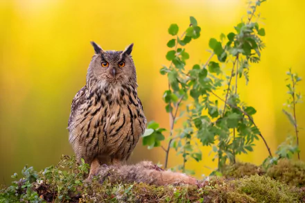 Animal owl HD Desktop Wallpaper | Background Image