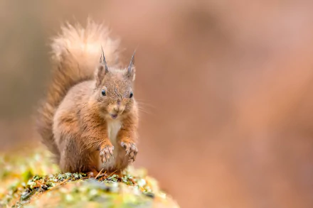 Animal squirrel HD Desktop Wallpaper | Background Image