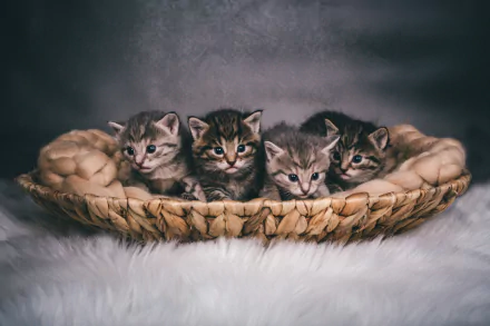 kitten Animal cat HD Desktop Wallpaper | Background Image