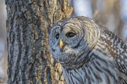 Animal barred owl HD Desktop Wallpaper | Background Image
