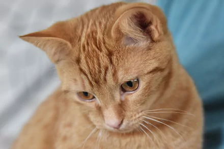 Animal cat HD Desktop Wallpaper | Background Image