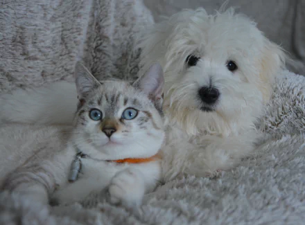 Animal Cat & Dog HD Desktop Wallpaper | Background Image