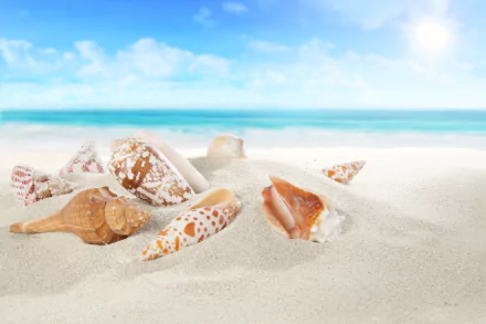 sand nature shell HD Desktop Wallpaper | Background Image