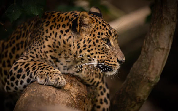 Animal leopard HD Desktop Wallpaper | Background Image