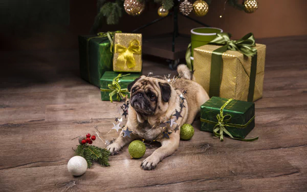 Animal pug HD Desktop Wallpaper | Background Image