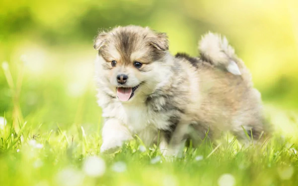 Fluffy puppy on a wood floor surrounded by colorful autumn leaves, perfect HD desktop wallpaper.