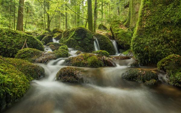 A tranquil stream flowing through a lush green forest, perfect for a calming HD desktop wallpaper.