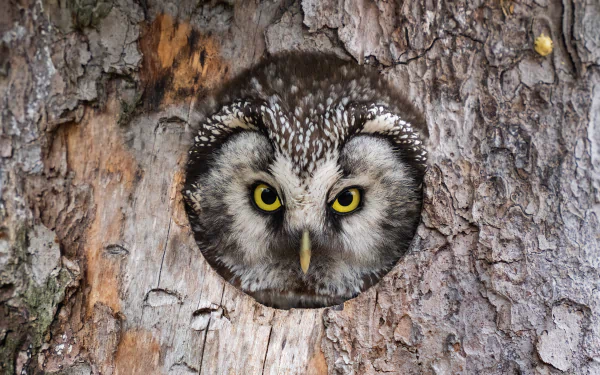 Animal owl HD Desktop Wallpaper | Background Image