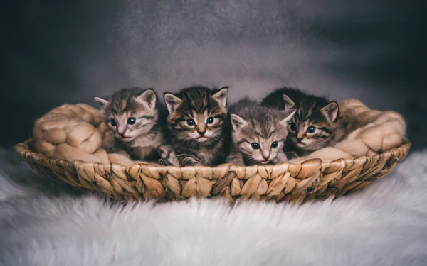 kitten Animal cat HD Desktop Wallpaper | Background Image