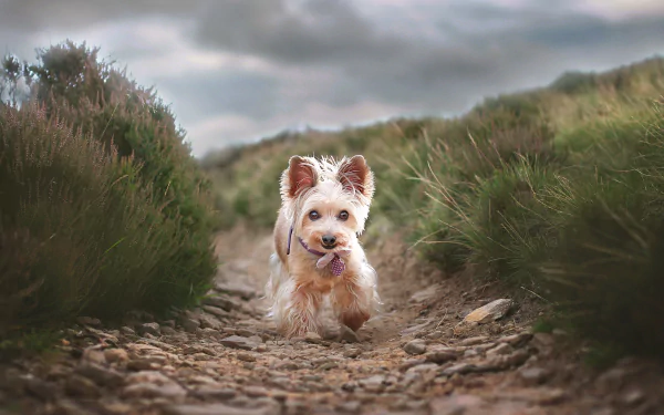 Animal yorkshire terrier HD Desktop Wallpaper | Background Image