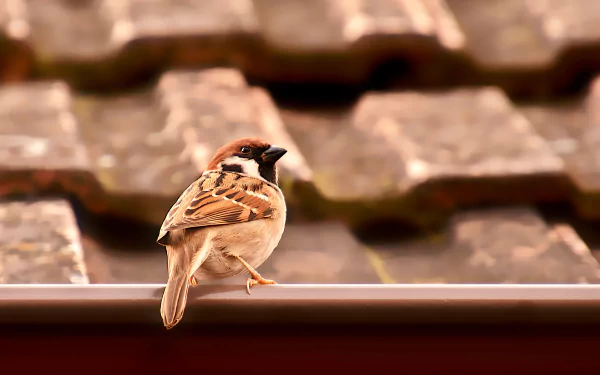 Animal sparrow HD Desktop Wallpaper | Background Image