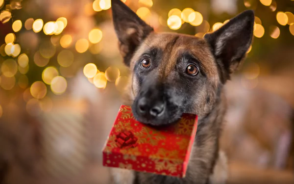 Animal dog HD Desktop Wallpaper | Background Image