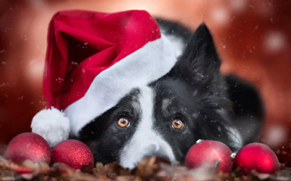 Animal border collie HD Desktop Wallpaper | Background Image