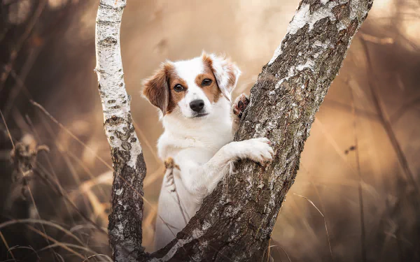 Animal Kooikerhondje HD Desktop Wallpaper | Background Image