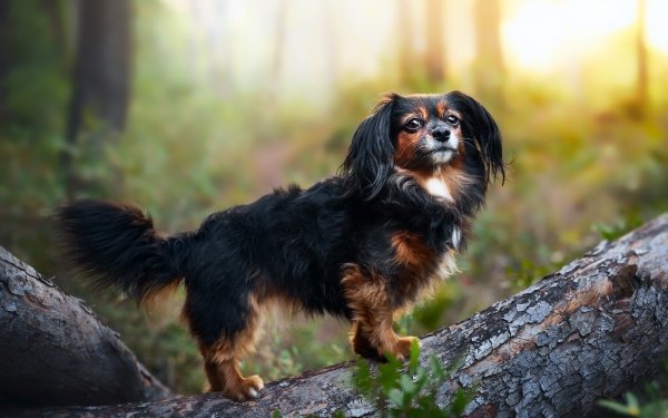 Animal Papillon Dogs HD Wallpaper | Background Image
