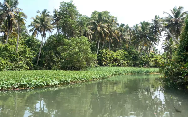  Trivandrum Backwaters