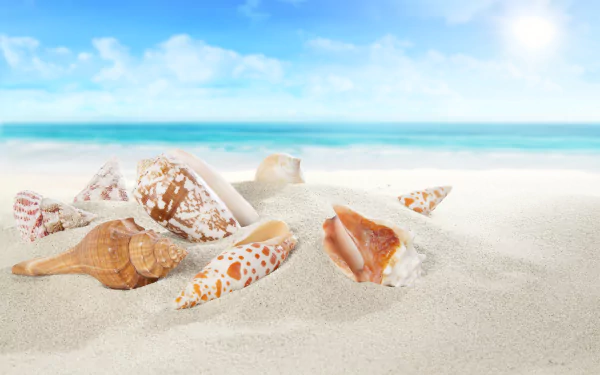 A serene desktop wallpaper featuring a stunning shell on sandy beach, with natural textures and calming nature vibes.