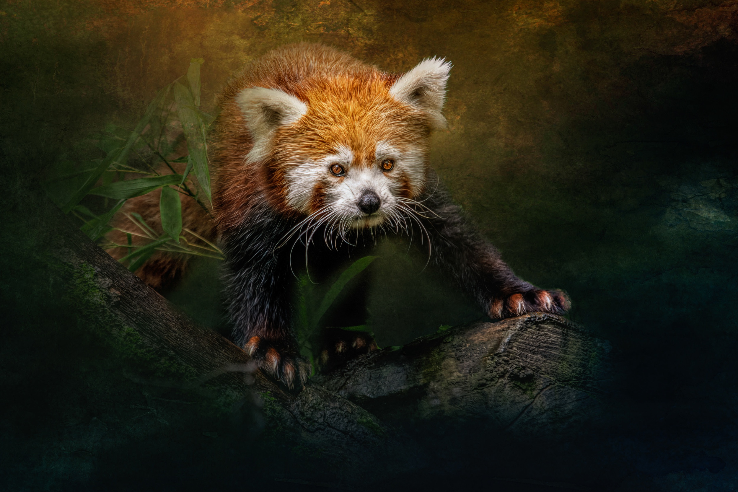 red panda wallpaper 1080p