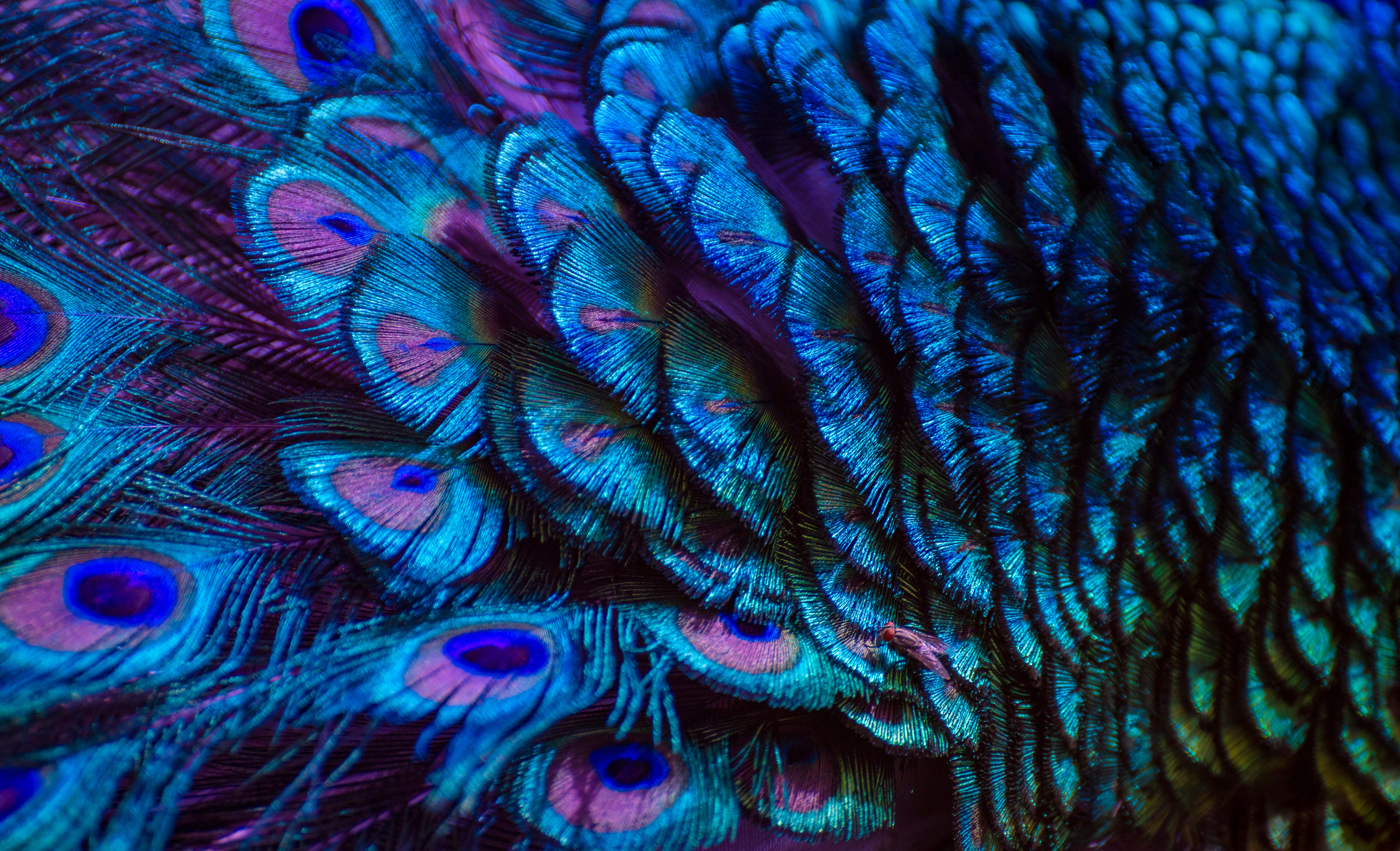 Hd Peacock Feather Stock Photos - Free & Royalty-Free Stock Photos from  Dreamstime