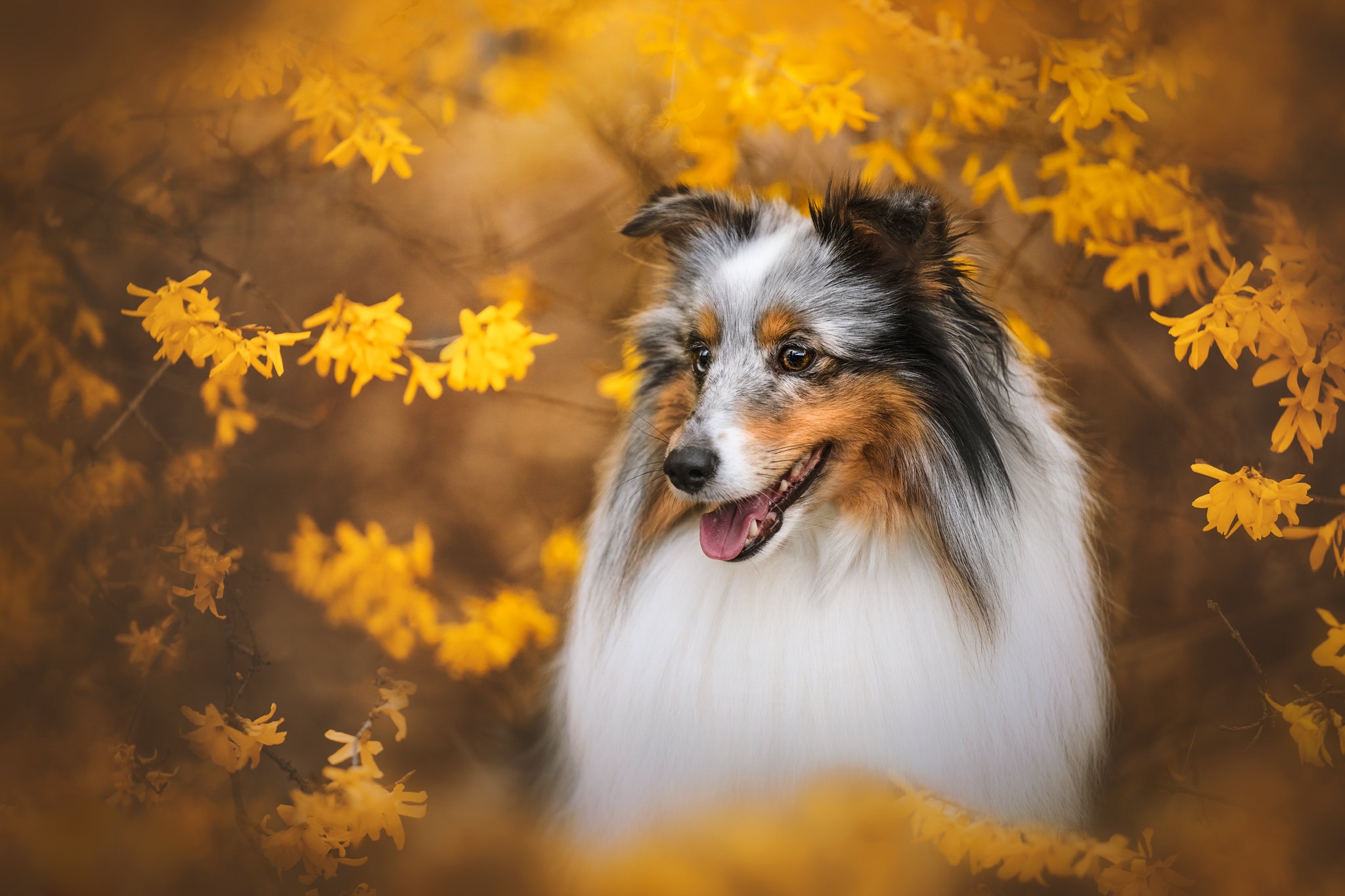Animal Shetland Sheepdog HD Wallpaper | Background Image
