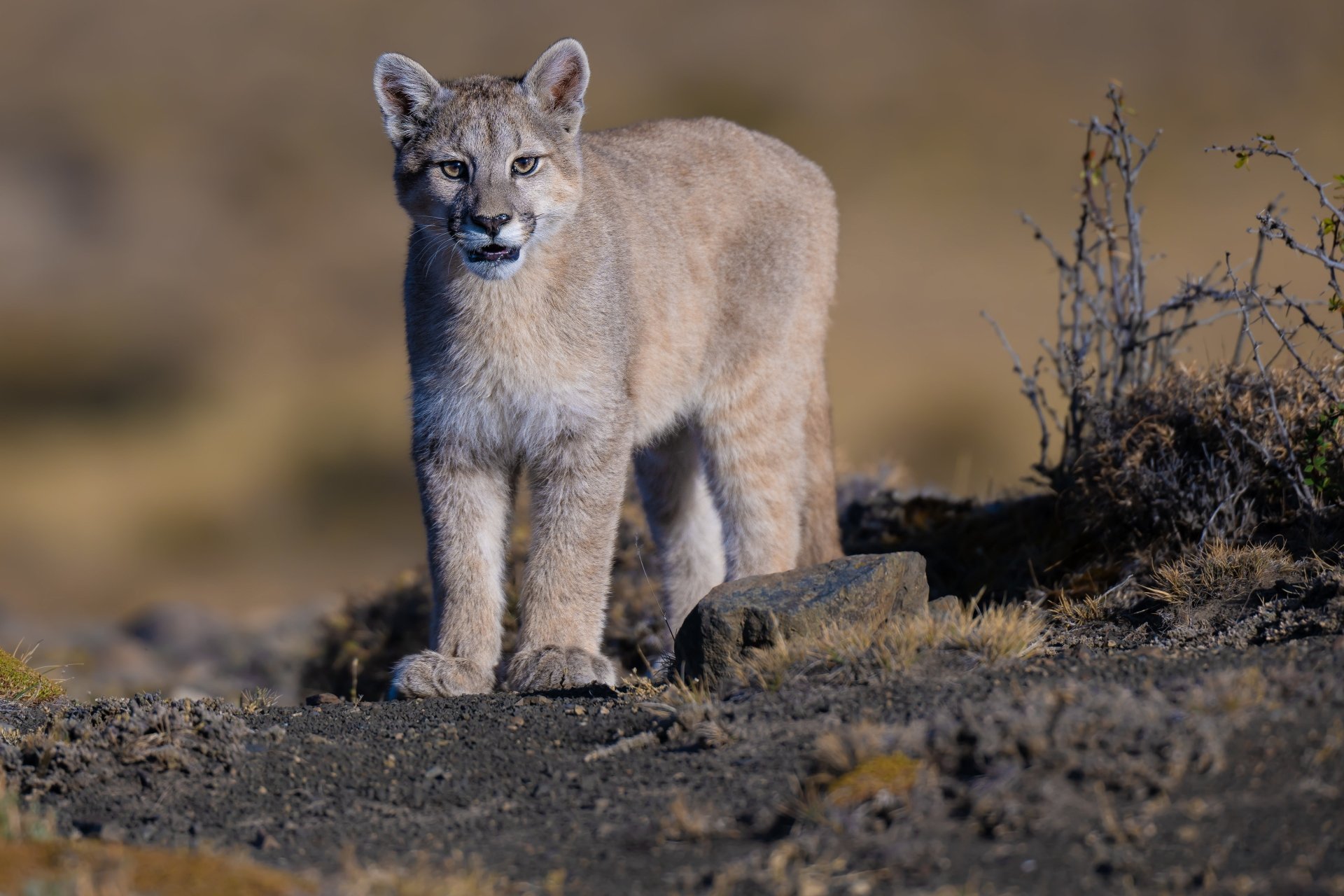 Download Animal Cougar 4k Ultra HD Wallpaper